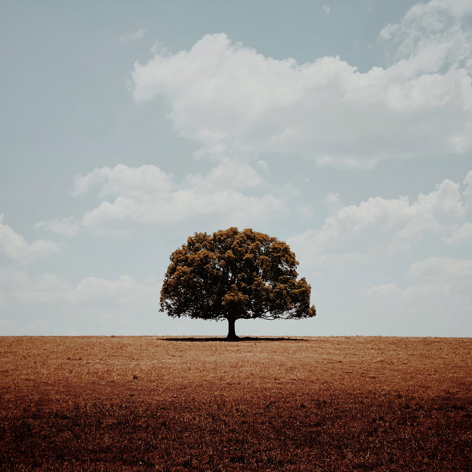 aaa